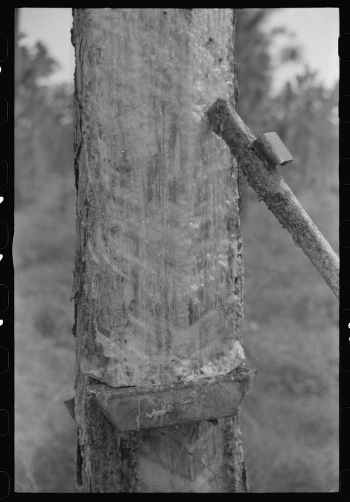 Rosin flowing on a four-year face. The tool is a "puller." Near Pembroke, Georgia. Sourced from the Library of Congress.