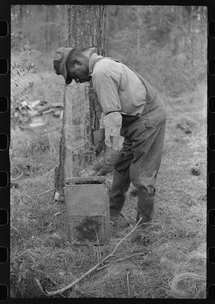 Emptying the turpentine dups full of rosin into a bucket near a turpentine still in Pembroke, Georgia. Sourced from the…