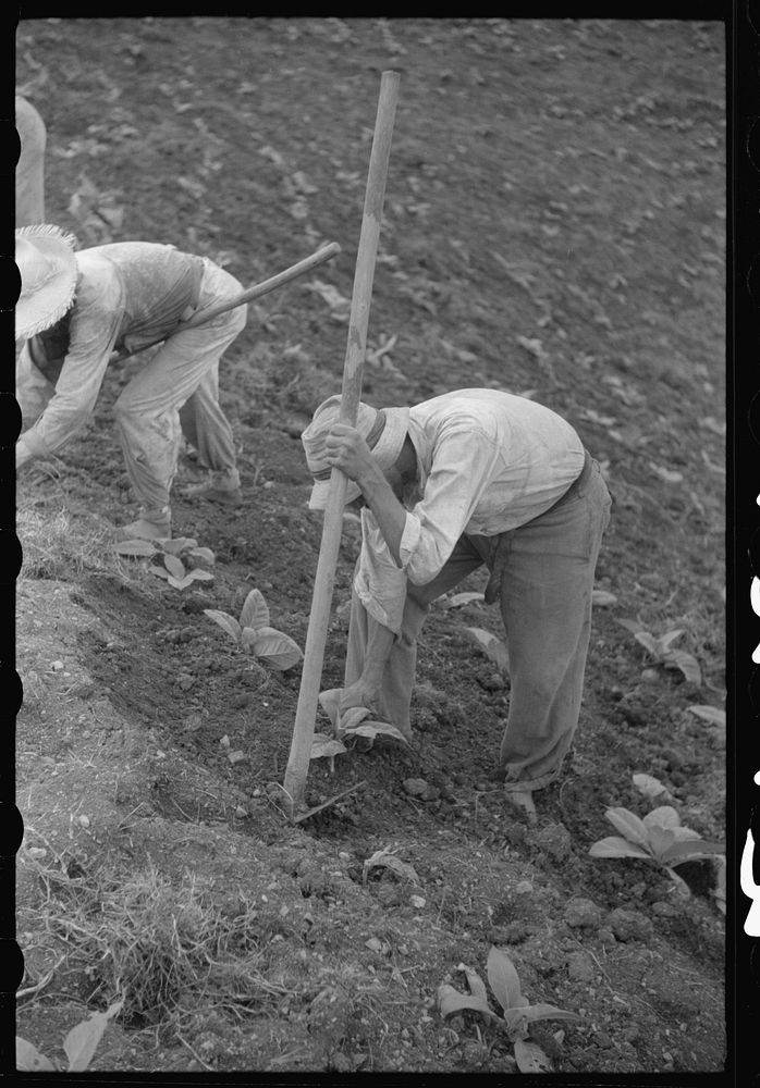 Cultivating tobacco in a field near Barranquitas, Puerto Rico. Sourced from the Library of Congress.