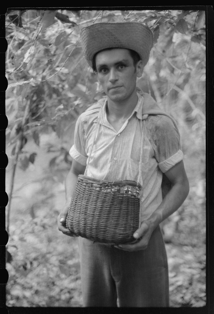 A coffee picker near Corozal, Puerto Rico. Sourced from the Library of Congress.