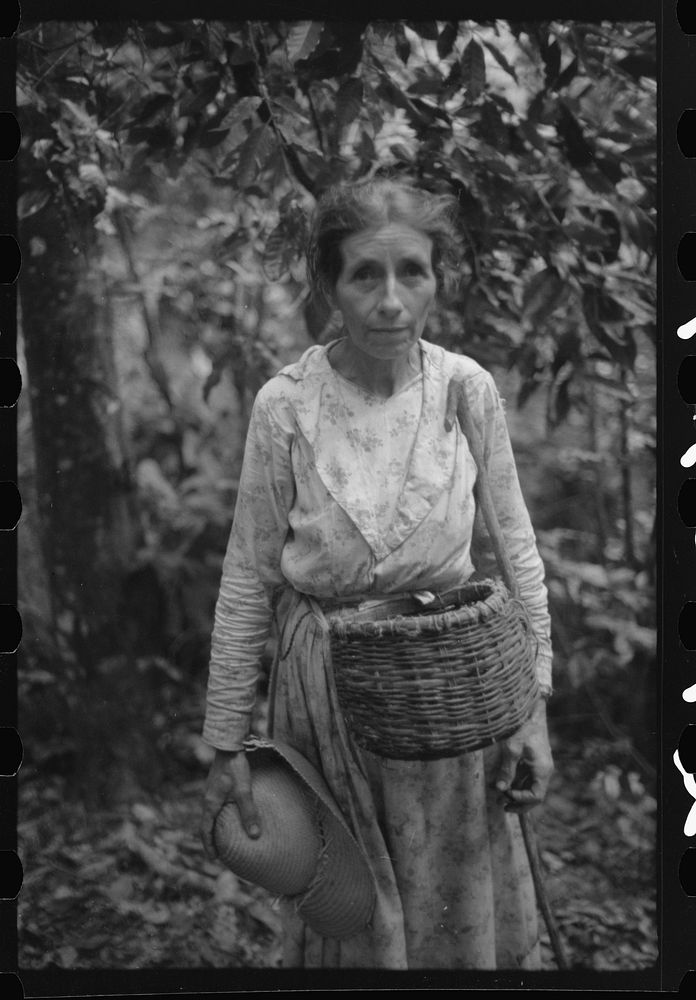 A coffee picker near Corozal, Puerto Rico. Sourced from the Library of Congress.
