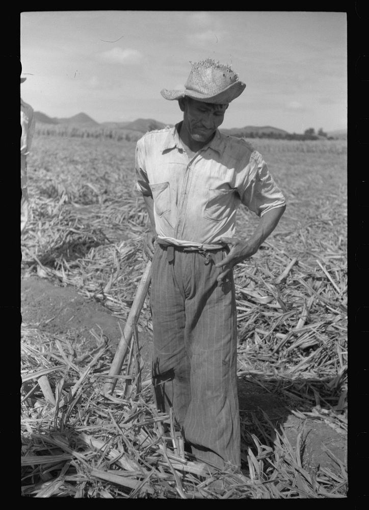 [Untitled photo, possibly related to: Farm laborer working in the sugar fields near Yauco, Puerto Rico]. Sourced from the…