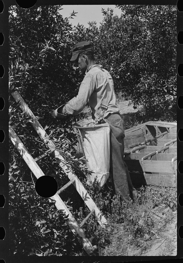 [Untitled photo, possibly related to: Picking oranges near Lakeland, Florida]. Sourced from the Library of Congress.