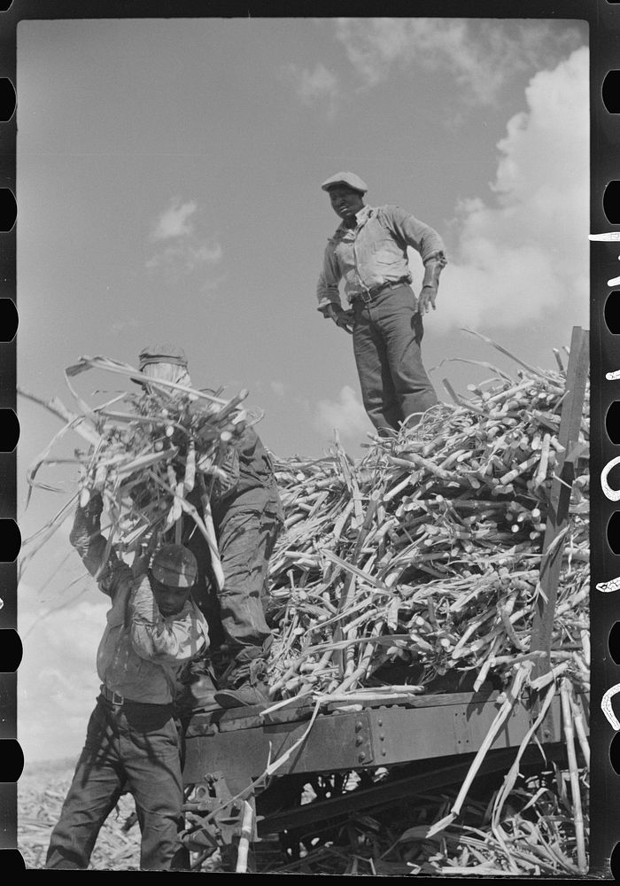 Harvesting sugarcane, United States Sugar Corporation, Clewiston, Florida. Sourced from the Library of Congress.