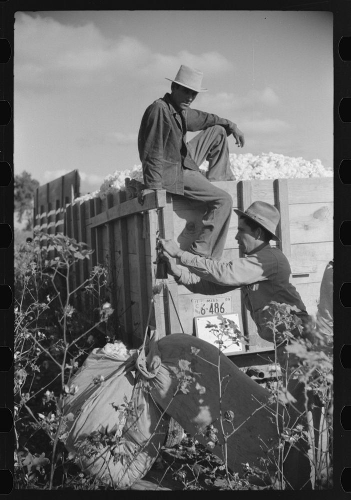 [Untitled photo, possibly related to: Mexican worker, seasonal labor contracted for by planters, weighing and checking off…