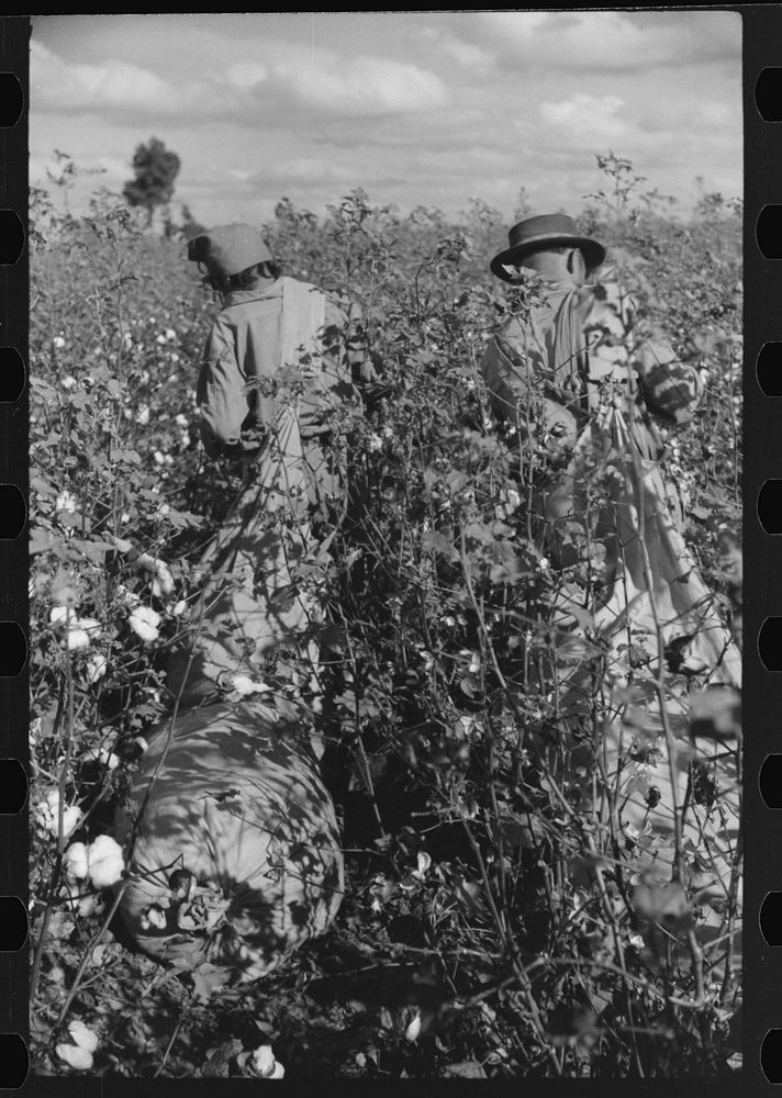 [Untitled photo, possibly related to: Mexicans, seasonal labor, contracted for by planters, emptying bags of cotton on…