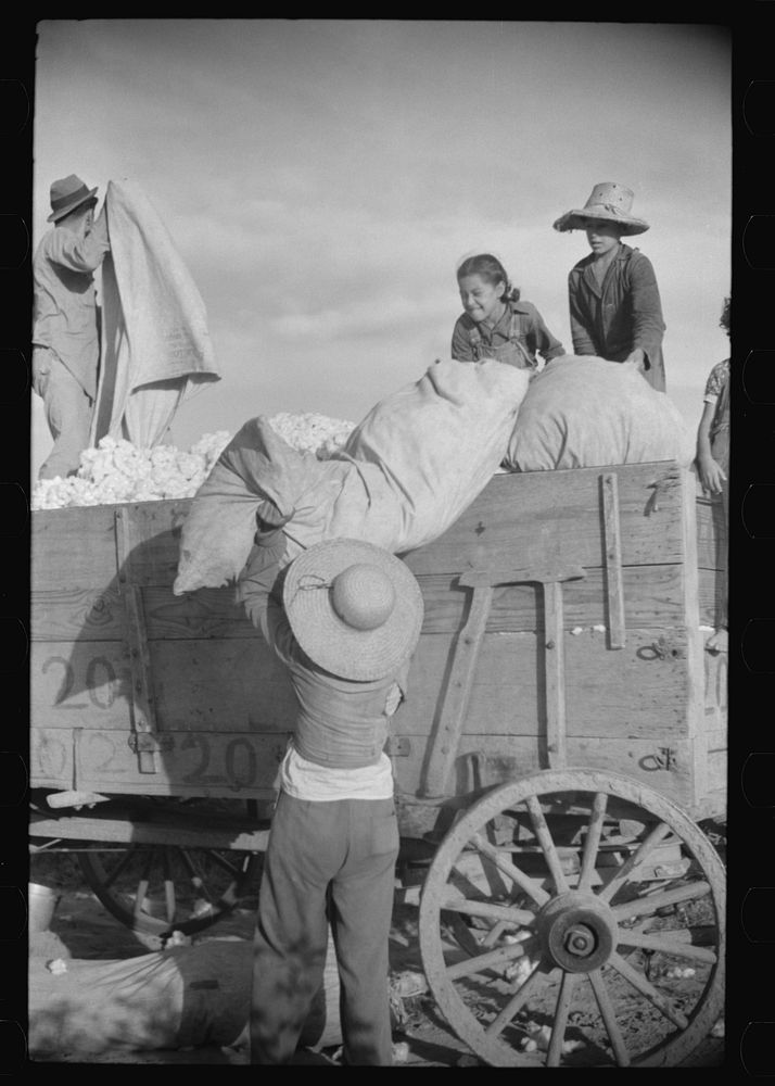 Mexican laborers on wagonload of cotton in field on Knowlton Plantation, Perthshire, Mississippi Delta, Mississippi. Sourced…