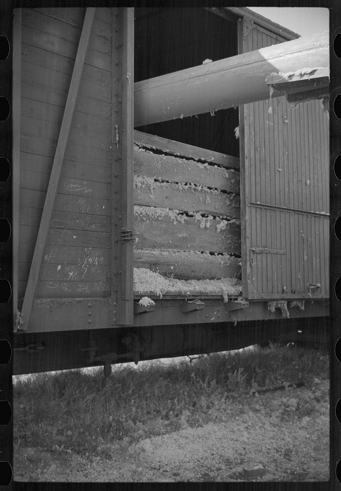[Untitled photo, possibly related to: Blowing cotton seed from gin into freight cars for shipment to cotton seed oil plant…