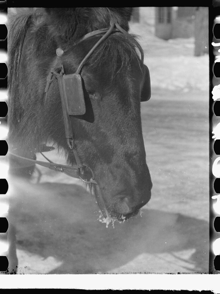 [Untitled photo, possibly related to: Woodstock, Vermont(?). Horse on a very cold day]. Sourced from the Library of Congress.