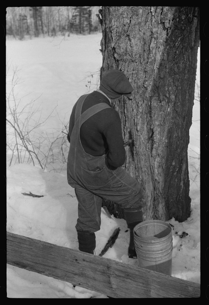 [Untitled photo, possibly related to: Frank H. Shurtleff drilling the hole for the spout while tapping sugar maple tree for…