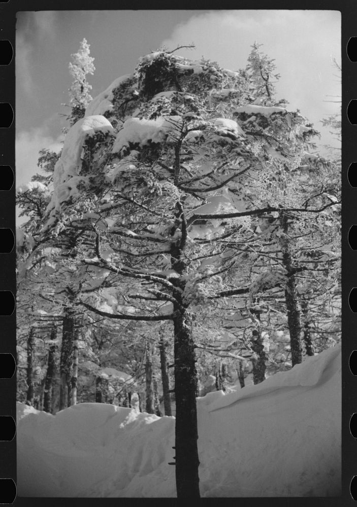 Snow-covered trees on the top of Cannon Mountain, Franconia Notch, New Hampshire. Sourced from the Library of Congress.