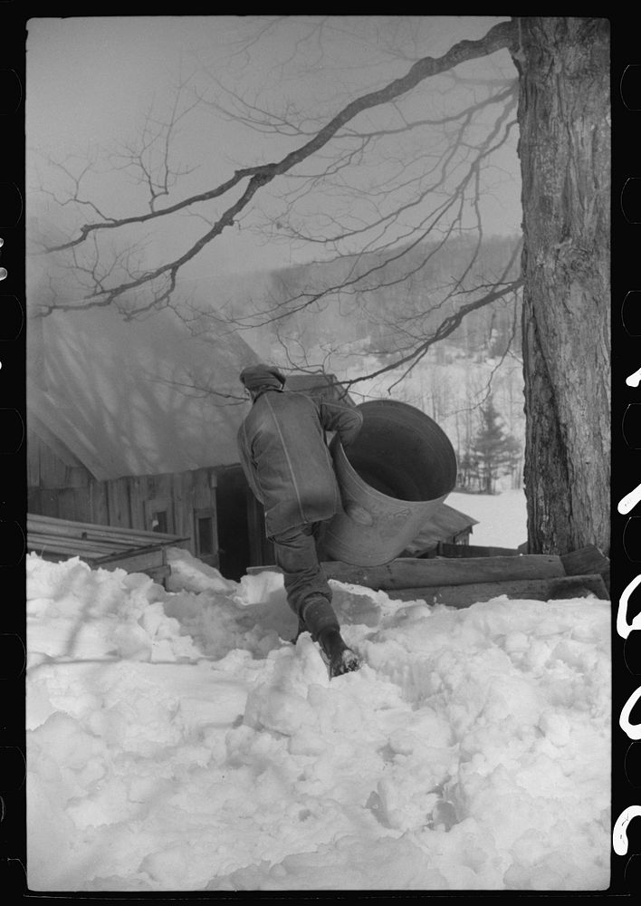 Frank H. Shurtleff carrying vat to sugar house where sap from sugar maple trees is boiled down into maple syrup. The…