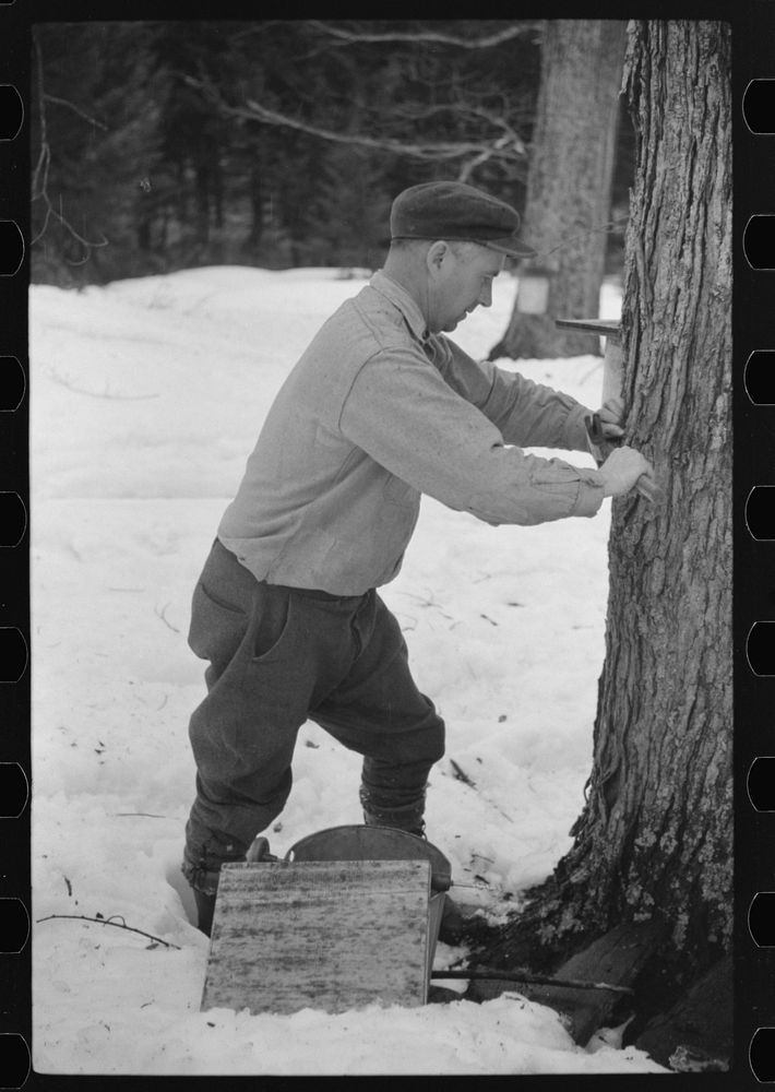 Walter Gaylord adjusting spout on bucket that catches the sap from sugar maple tree from which is made maple syrup. Mad…