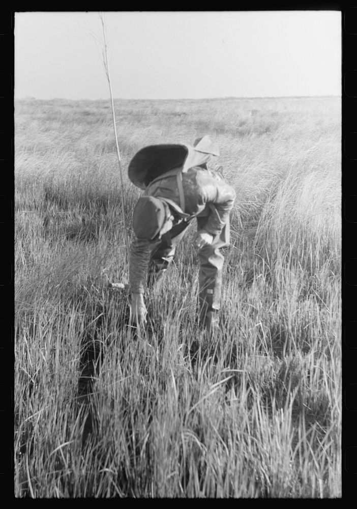 FSA (Farm Security Administration) trapper placing a reed as a marker of place where he has just put a trap in the muskrat…