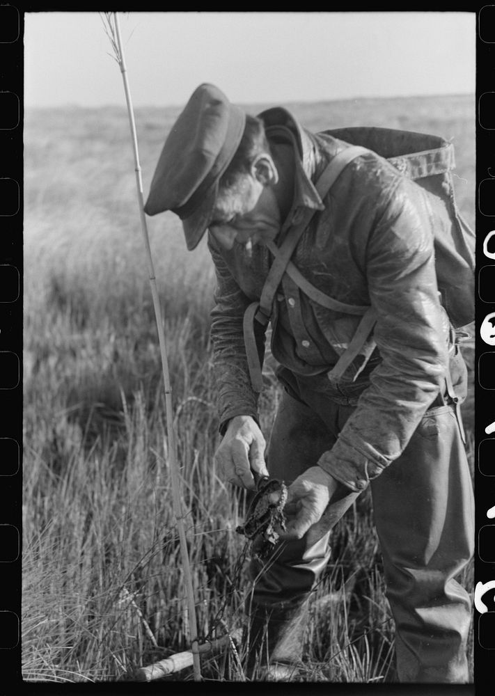 Spanish trapper checking up on the trap which he set in the muskrat "run." In the marshland near Delacroix Island…