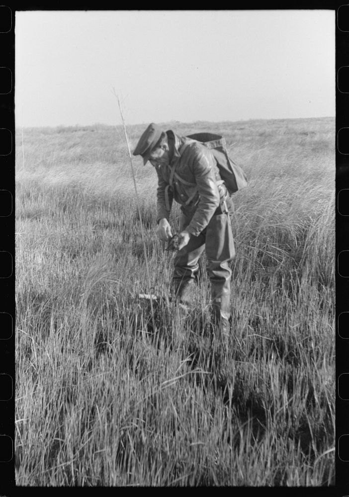 [Untitled photo, possibly related to: Spanish trapper checking up on the trap which he set in the muskrat "run." In the…