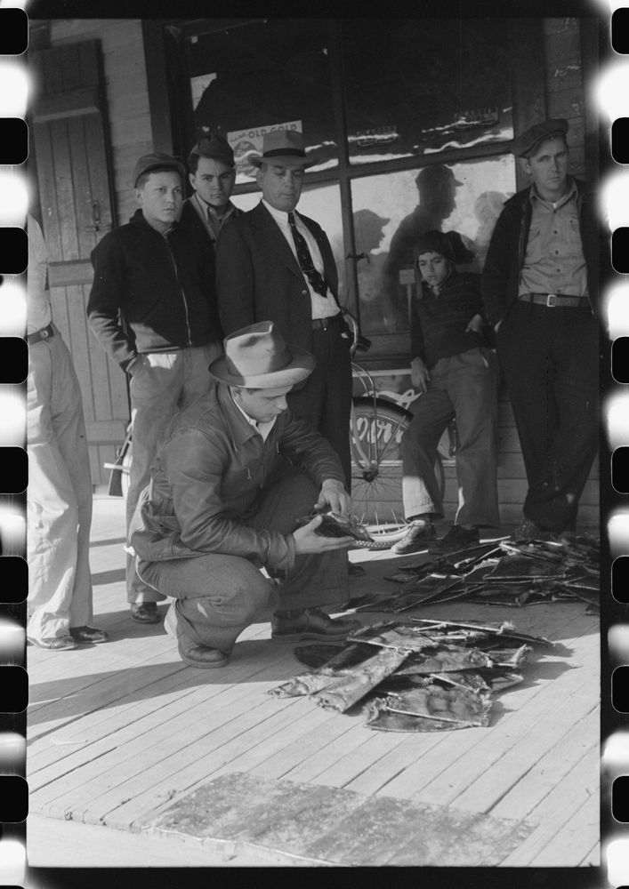 Grading muskrats while fur buyers and Spanish trappers look on, during auction sale on porch of community store in St.…