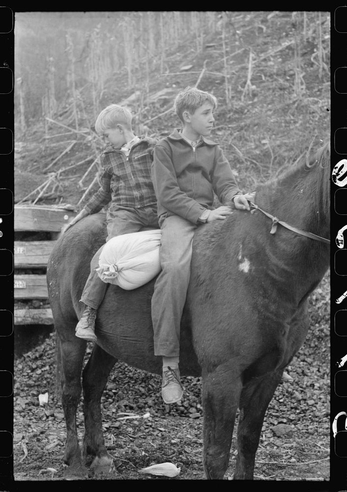 [Untitled photo, possibly related to: FSA (Farm Security Administration) borrower's children returning home on muleback with…