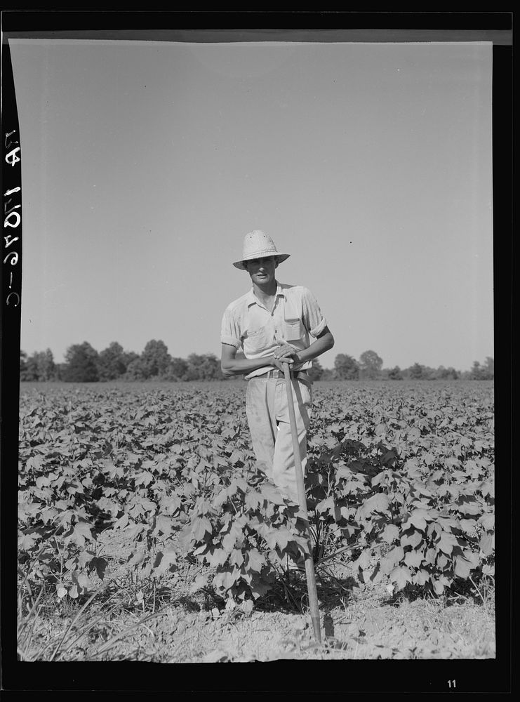 Sharecropper of the Mississippi Delta. Issaquena County, Mississippi. Sourced from the Library of Congress.
