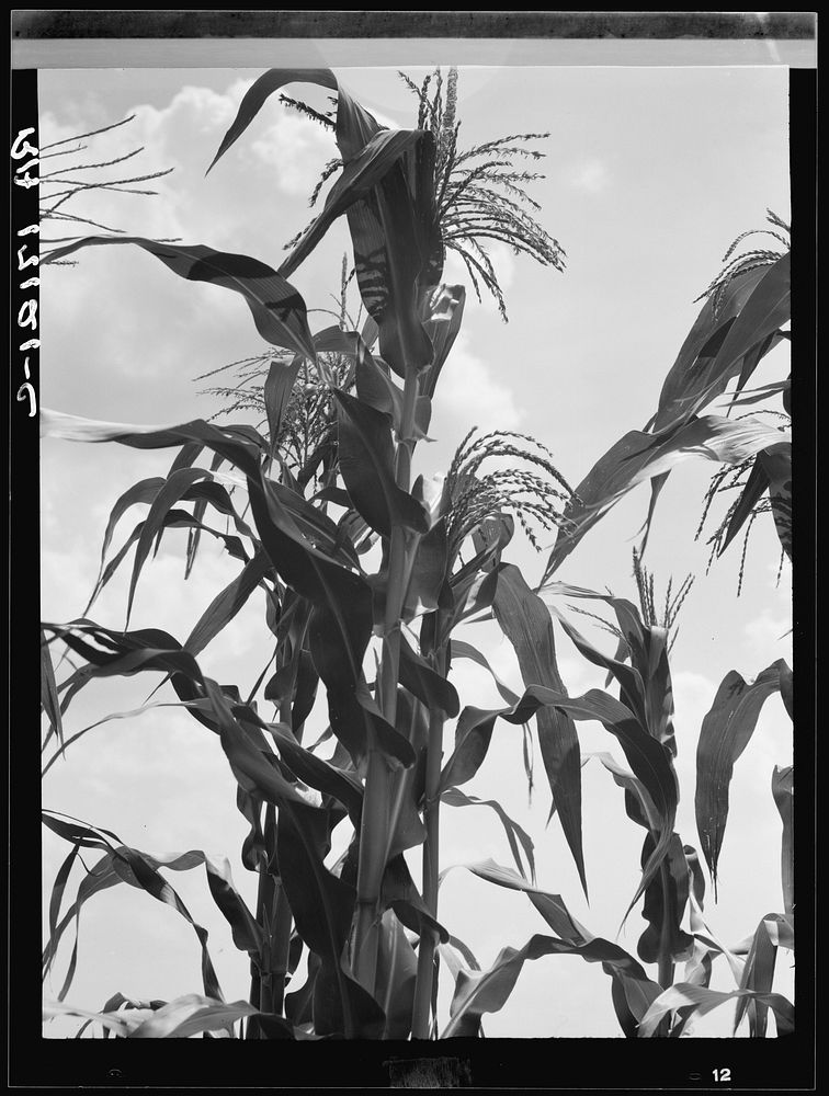 Corn. Washington County, Mississippi. Sourced from the Library of Congress.