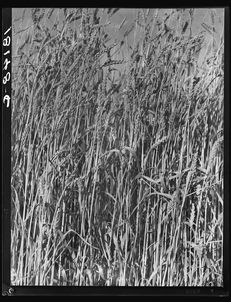 Wheat in Oklahoma by Dorothea Lange