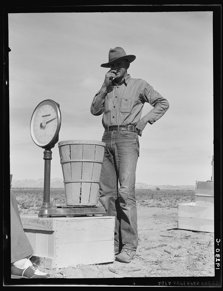 Pea picker at scales. Near Calipatria, Imperial Valley, California. Sourced from the Library of Congress.