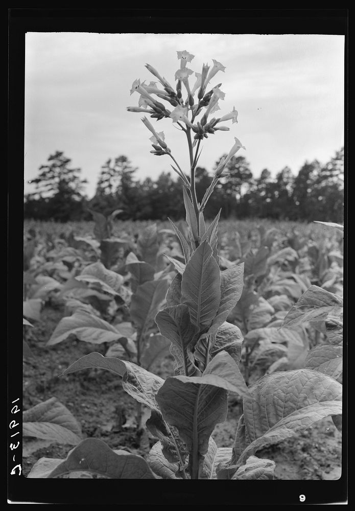 Single tobacco flower. The tobacco plant is "topped" before it blooms in the field, with exception of a few plants which are…