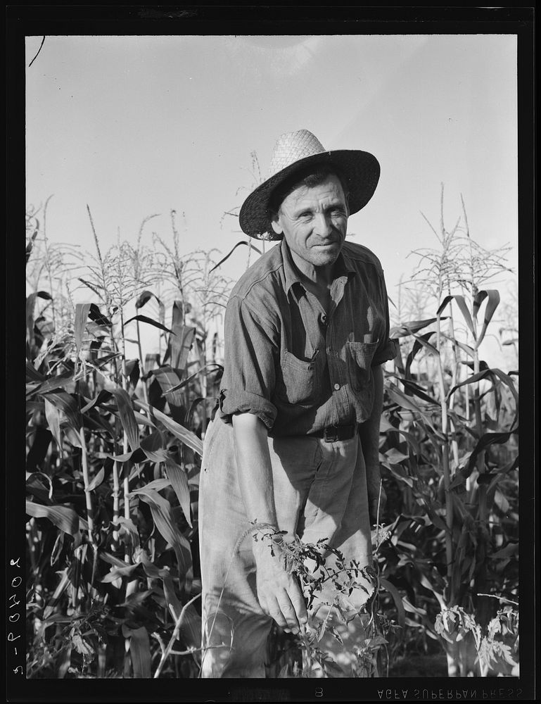 [Untitled photo, possibly related to: Washington, Yakima Valley. Drought refugee, aged sixty three, from Bismark, North…