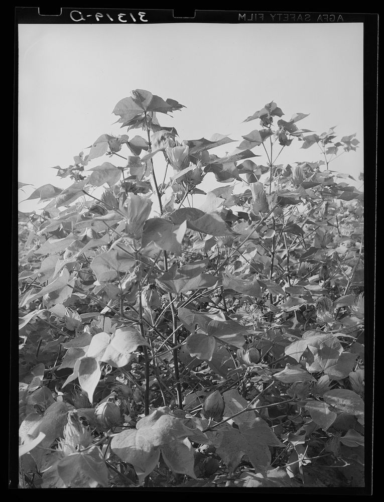 [Untitled photo, possibly related to: Cotton in the fields. Southeast Missouri Farms] by Russell Lee