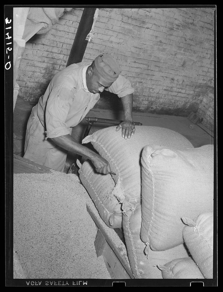 Slitting sacks of unhulled rice for placement in hopper. First state of rice milling. State rice mill, Crowley, Louisiana by…