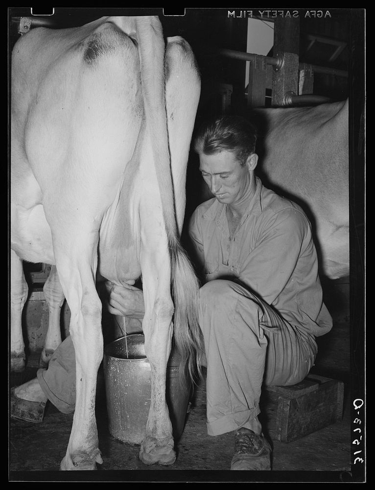 Member of Lake Dick cooperative association milking a cow. Lake Dick Project, Arkansas by Russell Lee