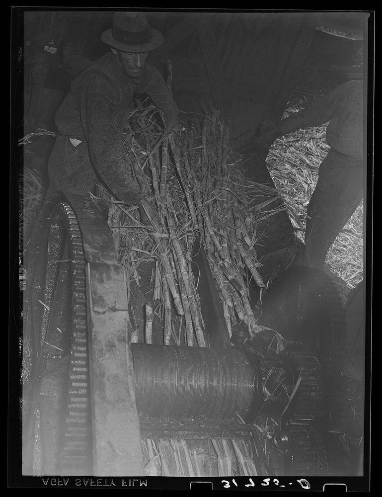 [Untitled photo, possibly related to: Feeding sugarcane into crusher at sugar mill near New Iberia, Louisiana] by Russell Lee