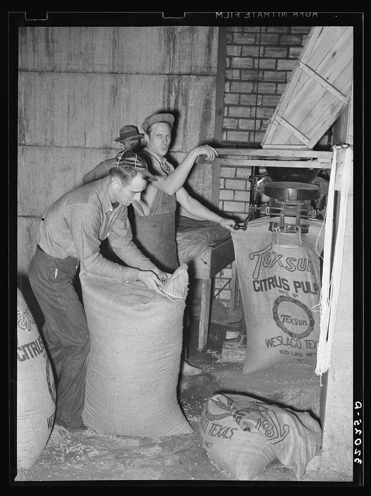 Filling and tying sacks of citrus pulp. Grapefruit juice canning plant, Weslaco, Texas by Russell Lee