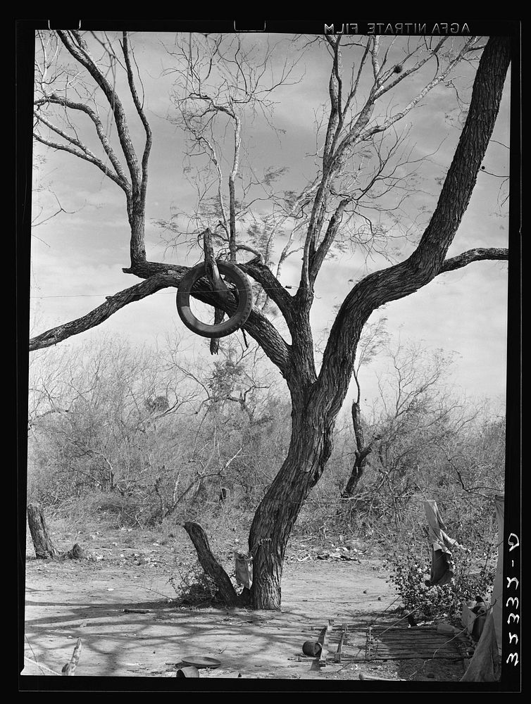 Tire on branch of tree near Harlingen, Texas by Russell Lee