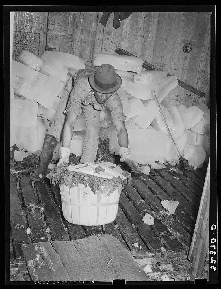 Baskets of spinach being slid into refrigerator car for shipping. La Pryor, Texas by Russell Lee