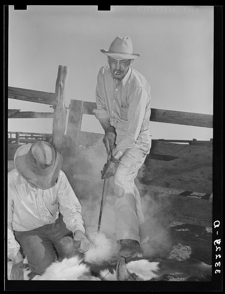 Owner of the "Walking X" Ranch branding calf near Marfa, Texas by Russell Lee