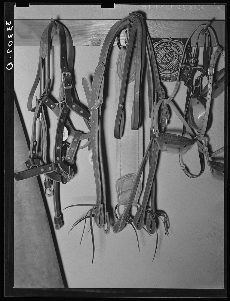 Halters and stirrups straps in ranch supply store. Alpine, Texas by Russell Lee