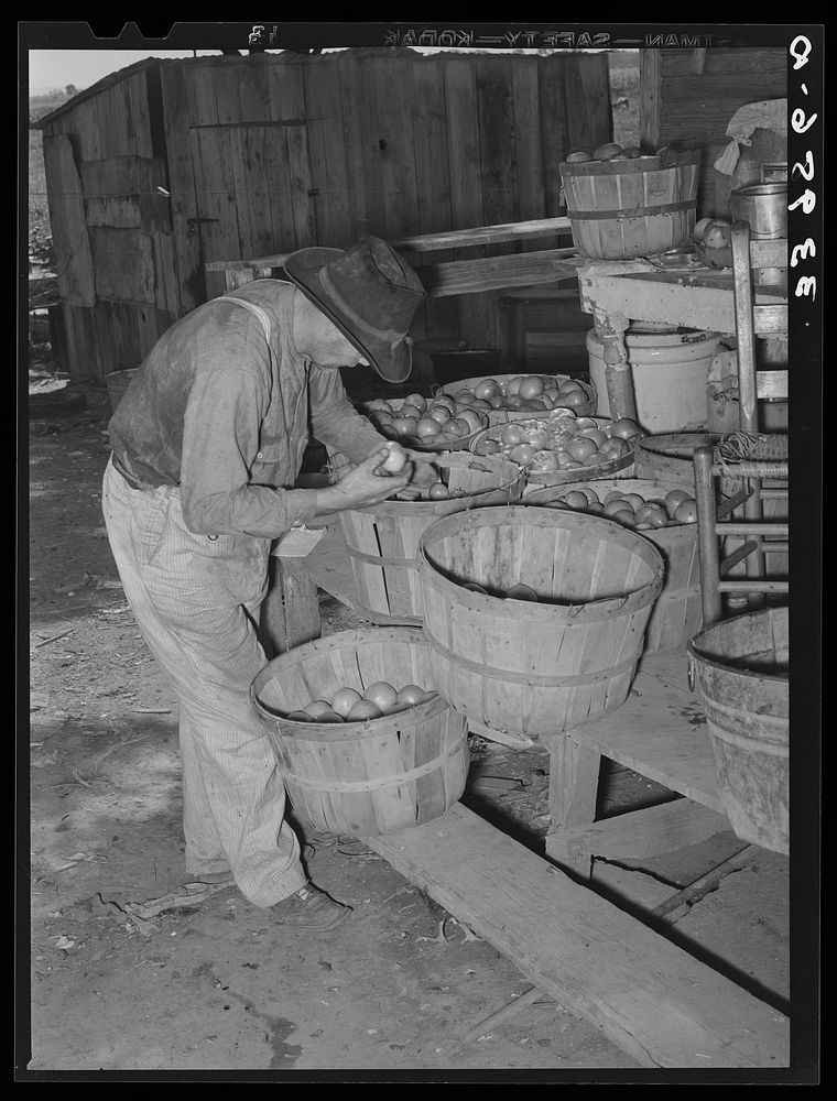 [Untitled photo, possibly related to: Tenant farmer picking over tomatoes which will go to market at Muskogee, Oklahoma. See…