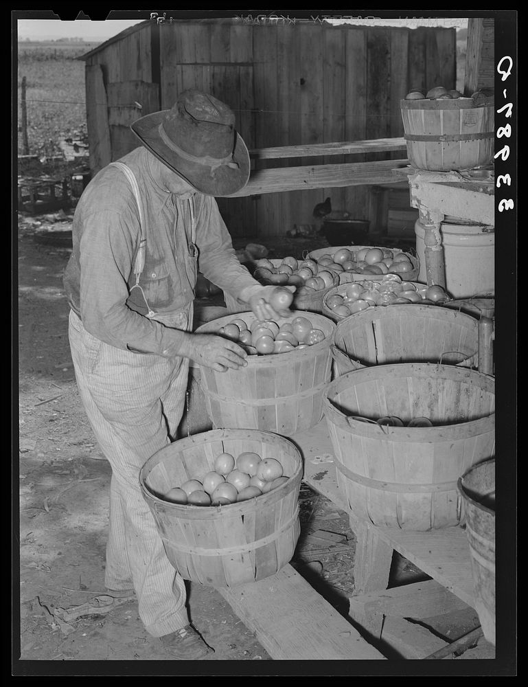 Tenant farmer picking over tomatoes which will go to market at Muskogee, Oklahoma. See general caption 20 by Russell Lee