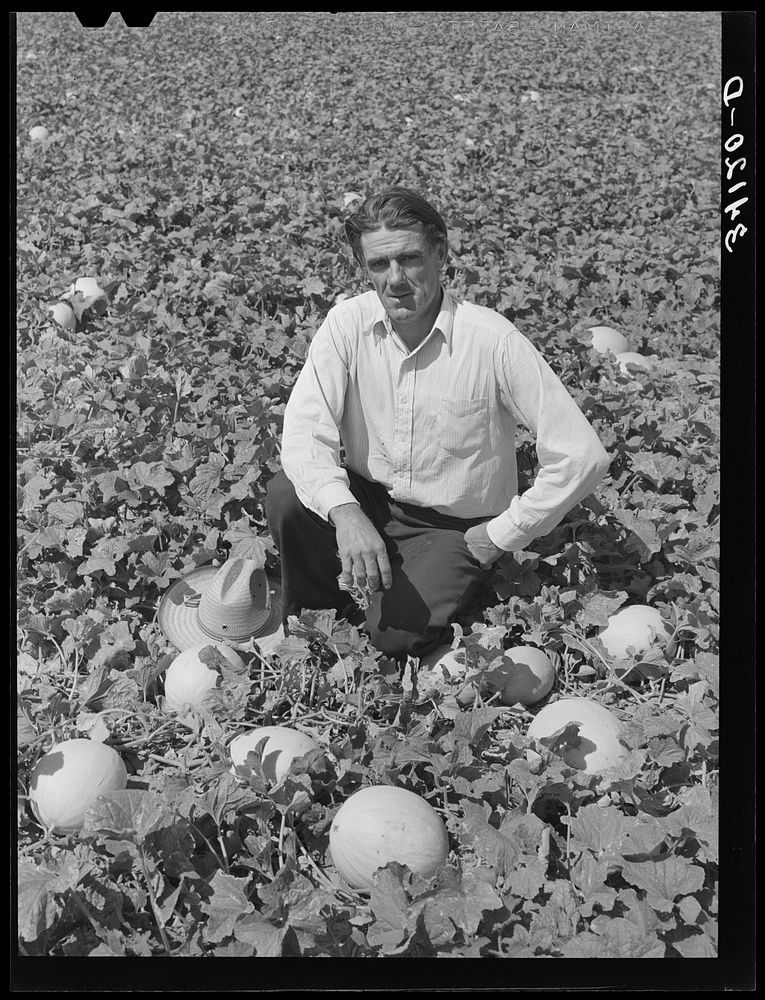 Ernest W. Kirk Jr., FSA (Farm Security Administration) client, amidst the honeydew melons which he is raising on his farm…