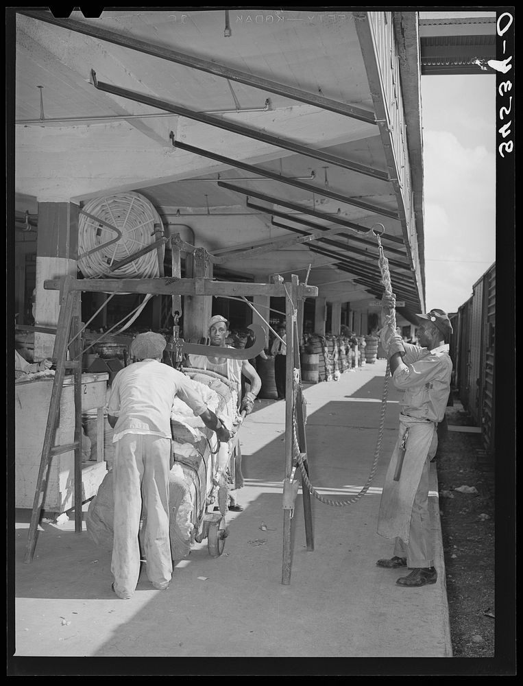 Weighing cotton at unloading platform. Compress, Houston, Texas by Russell Lee
