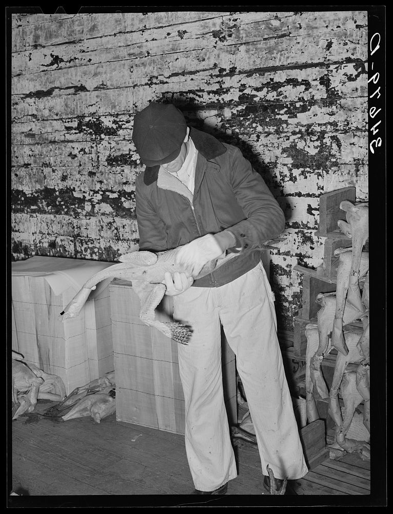 Grading turkeys at cold storage plant. Brownwood, Texas by Russell Lee