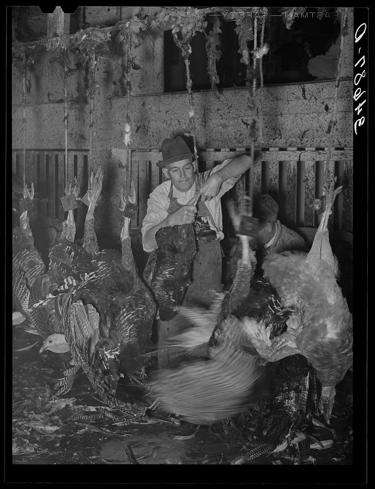 Hanging turkey as the killer slits the turkey's throat while it is in this position. Cooperative poultry house, Brownwood…