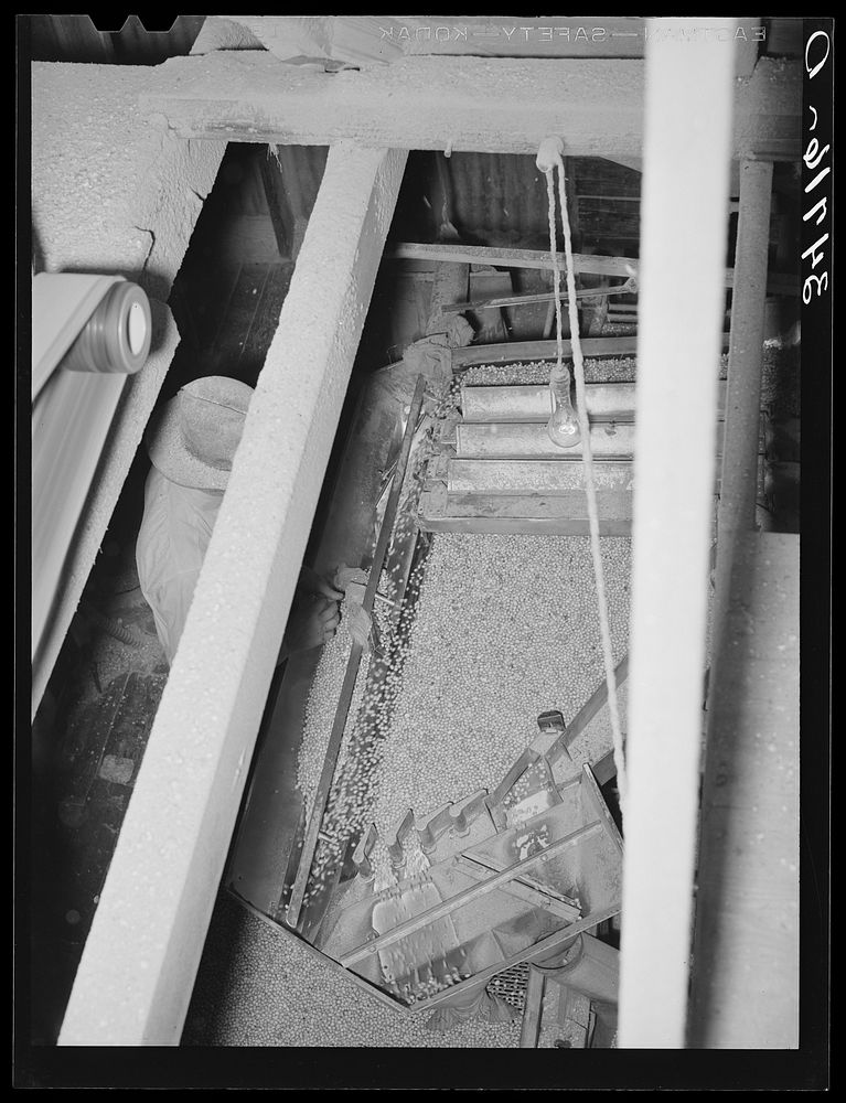 [Untitled photo, possibly related to: Peanut grader. Peanut-shelling plant. Comanche, Texas] by Russell Lee
