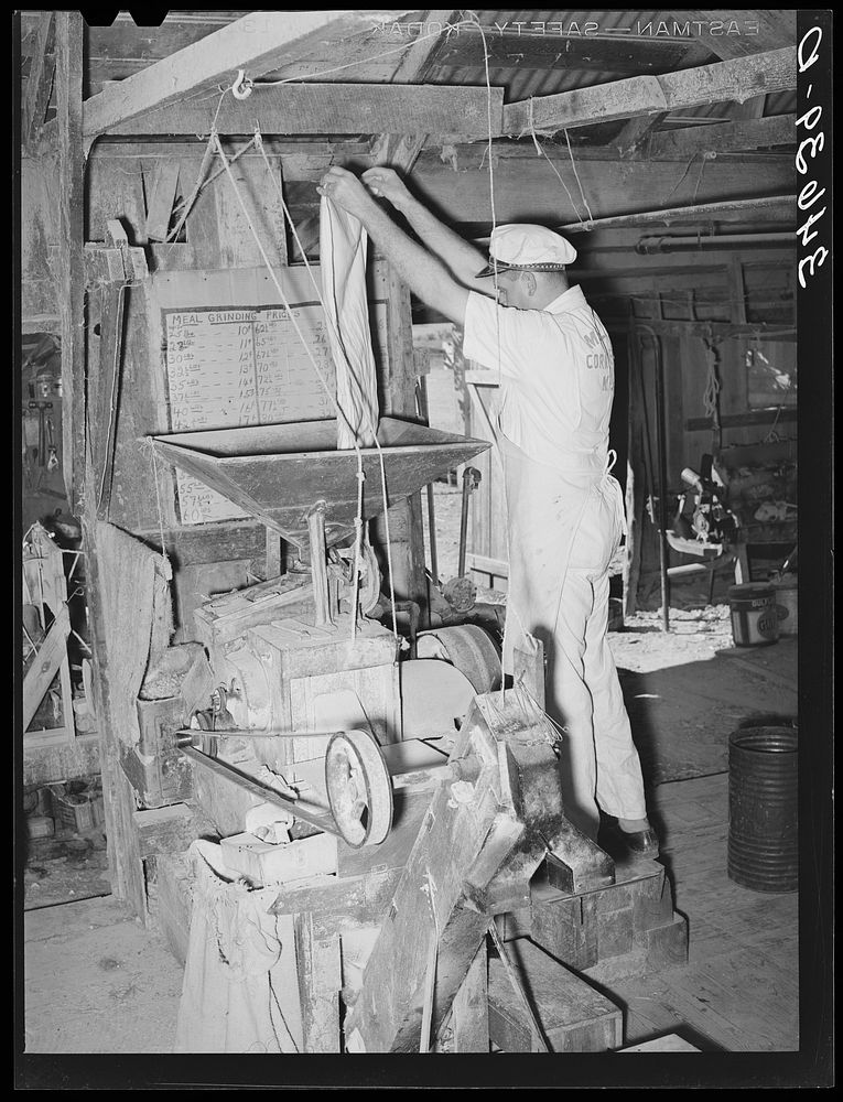 Proprietor of feed mill emptying sack of shelled corn into hopper for grinding into cornmeal. Taylor, Texas by Russell Lee
