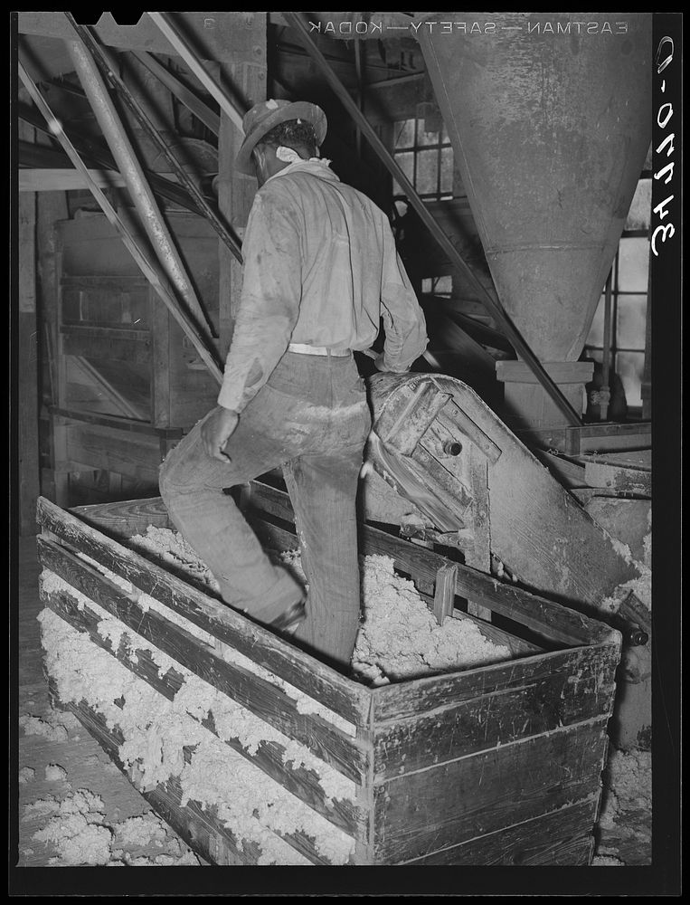 [Untitled photo, possibly related to:  workman packing down cotton linters in truck at cotton seed oil mill. McLennan…