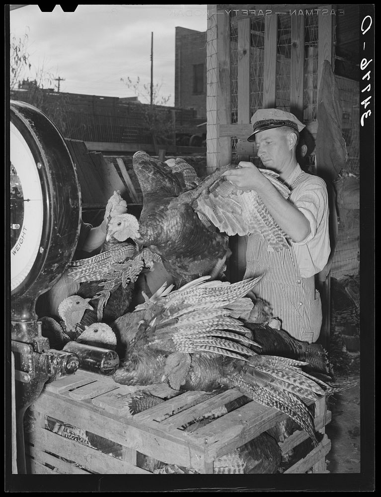 Weighing turkeys at unloading platform of cooperative poultry house. Brownwood, Texas by Russell Lee