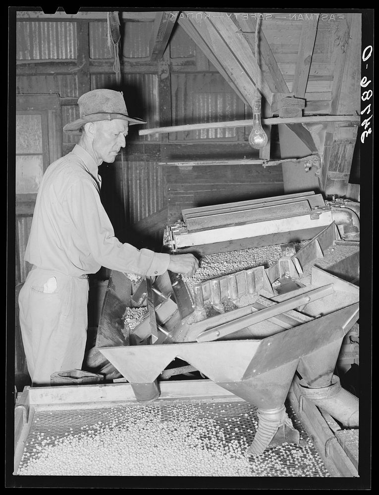 Machine for grading peanuts at peanut-shelling plant. Comanche, Texas by Russell Lee