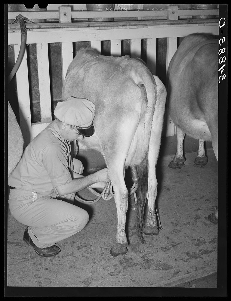 [Untitled photo, possibly related to: Stripping a cow after she has been milked with electric milker. Dairy, Tom Green…