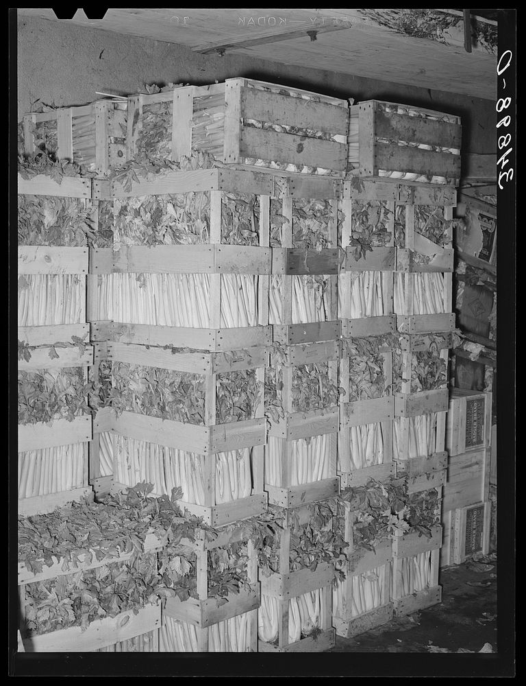Crates of celery in wholesale grocery. San Angelo, Texas by Russell Lee